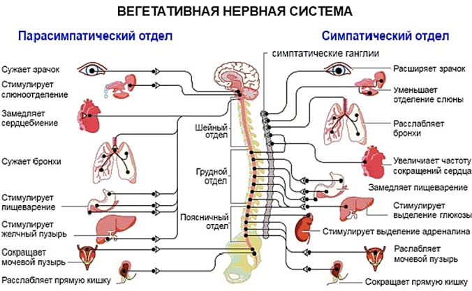 vegetativnaia-nervnay-sistema